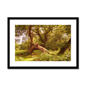 Forest 4 Framed & Mounted Print