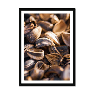 Sun Flower seeds 4 Framed Print