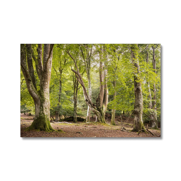 Bolderwood 5 Canvas