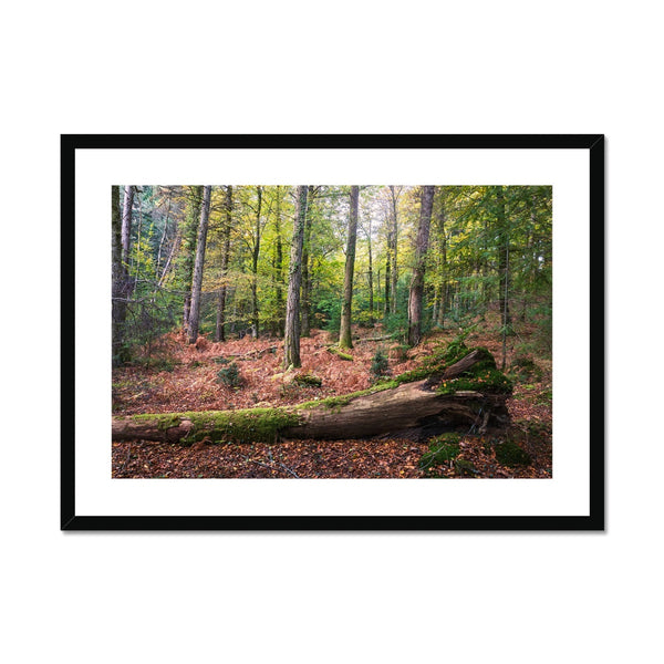 Autumn at Wilverly Framed & Mounted Print