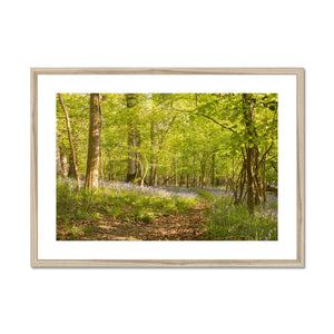 Bluebell path Framed & Mounted Print