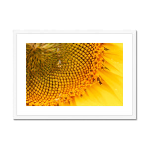 Sun Flower 3 Framed & Mounted Print