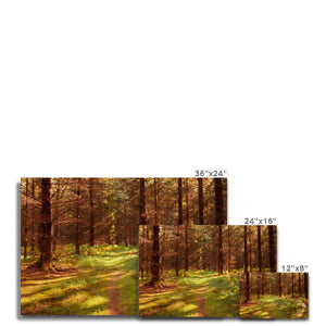 Forest 16 Canvas