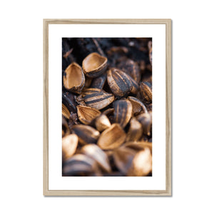 Sun Flower seeds 3 Framed & Mounted Print