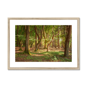 Forest 19 Framed & Mounted Print