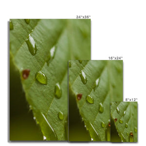 Leaf droplets 3