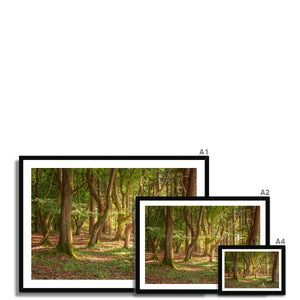 Forest 19 Framed Print