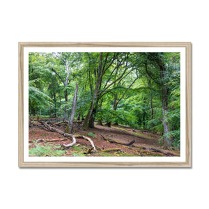 Deep forest landscape