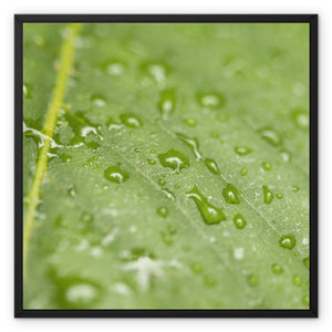 Leaf Macro 4 Framed Canvas