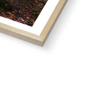 Tranquil autumn woodland