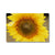 Sun Flower 2 Canvas