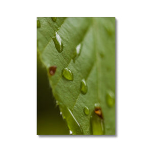 Leaf droplets 3