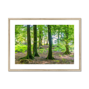 Puckpits Beeches Framed & Mounted Print