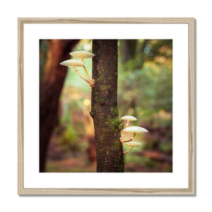 Forest 28 Framed & Mounted Print