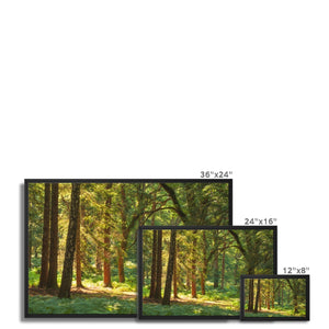 Forest 15 Framed Canvas