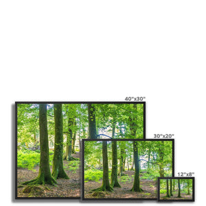 Puckpits Beeches Framed Canvas