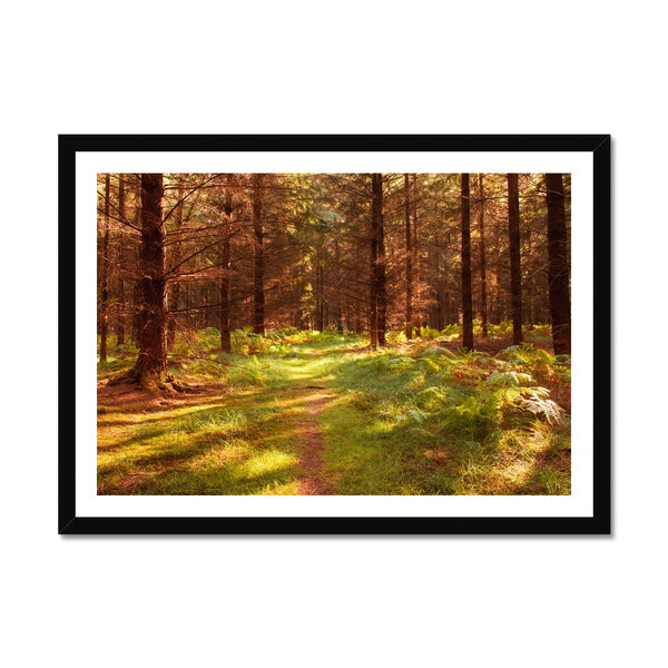 Forest 16 Framed Print