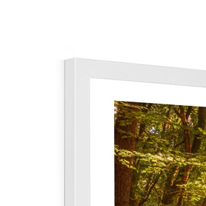 Forest 26 Framed Print