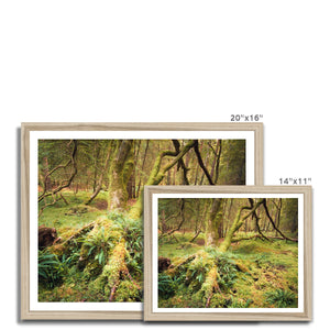 Forest 22 Framed Print