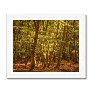 Forest 26 Framed Print