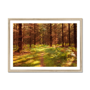 Forest 16 Framed Print