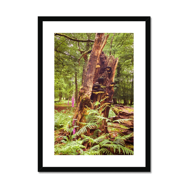 Forest  23 Framed & Mounted Print