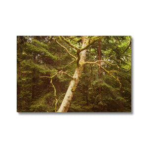 Forest 7 Canvas