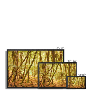 Forest 11 Framed Canvas