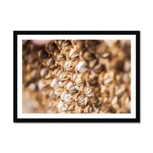 Sun Flower seeds 2 Framed Print