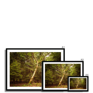 Forest 7 Framed Print