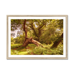 Forest 4 Framed Print