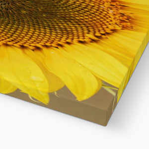 Sun Flower 2 Canvas