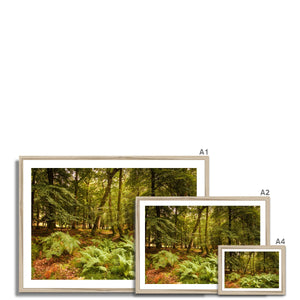 Forest 3 Framed Print