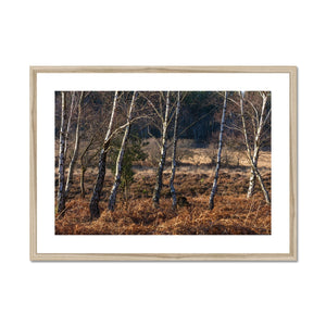 Birch light Framed & Mounted Print