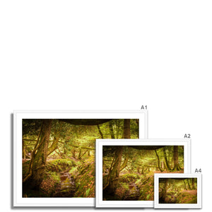 Forest 6 Framed Print