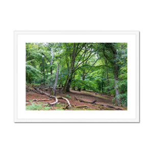 Bolderwood 1 Framed & Mounted Print