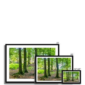 Puckpits Beeches Framed Print