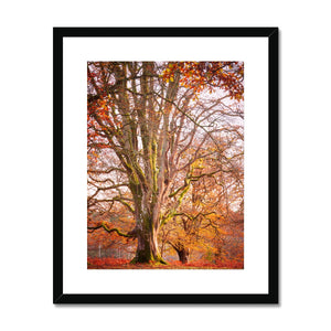 Autumn tree