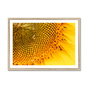 Sun Flower 3 Framed Print