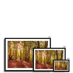 In the Shadow of Trees