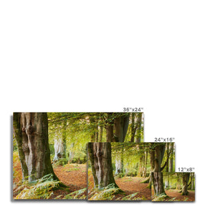 Forest 18 Canvas