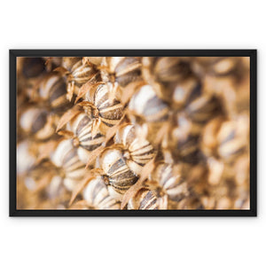 Sun Flower seeds 2 Framed Canvas